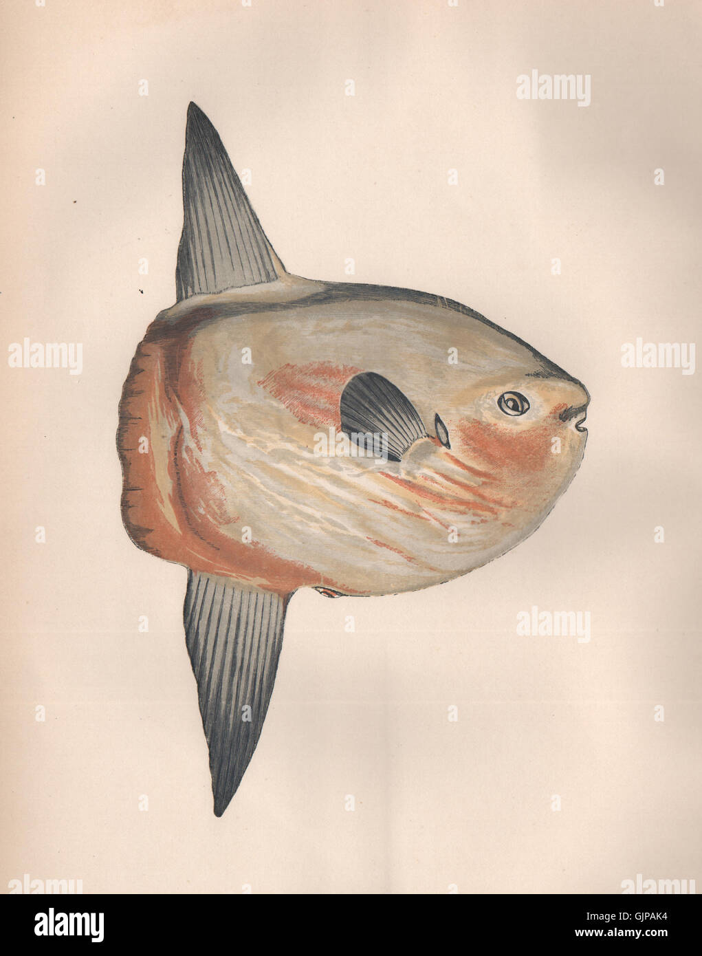 SUNFISH. Tetraodon mola, Cephalus brevis, Orthagoriscus mola. COUCH, 1862 Stock Photo