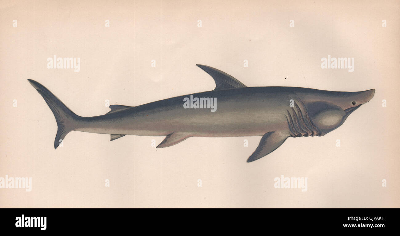 BASKING SHARK. Broad-headed Gazer. Cetorhinus maximus. COUCH, old print 1862 Stock Photo