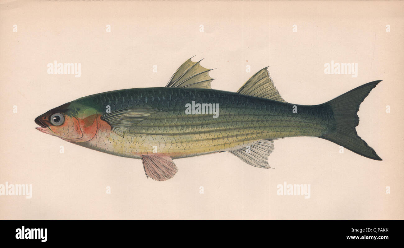 GOLDEN GREY MULLET. Long-finned Grey Mullet, Liza aurata. COUCH, print 1862 Stock Photo