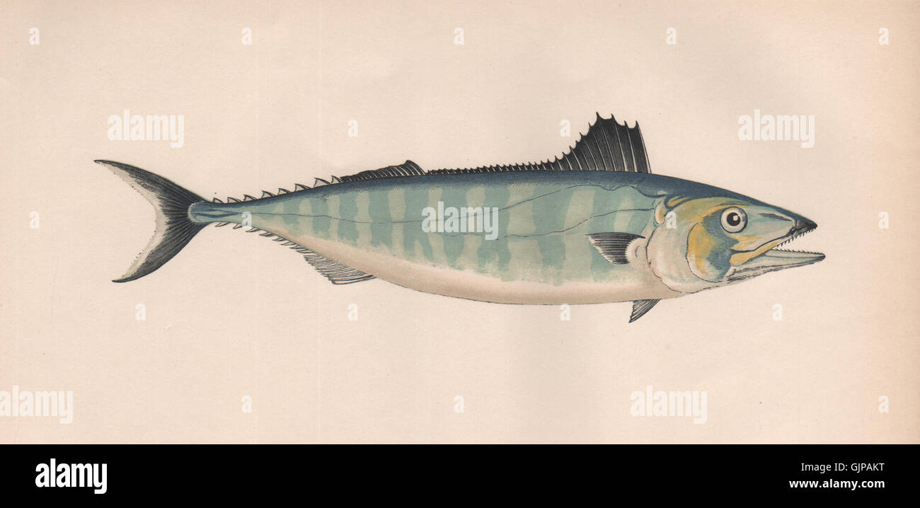 BONITO. Sarda Sarda, Short-finned Tunny, Pelamide. COUCH, antique print 1862 Stock Photo