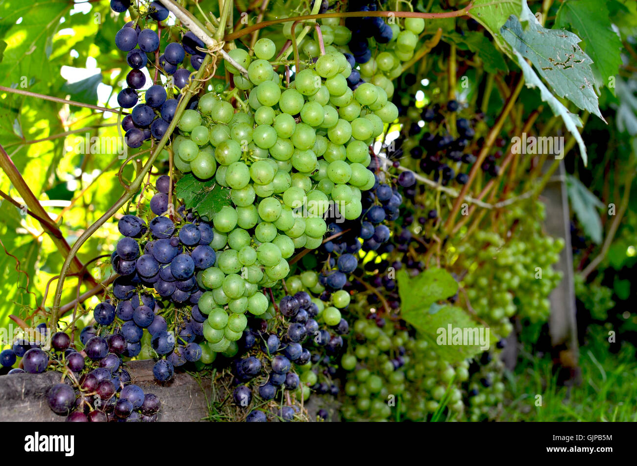 a branch, a bush, a dessert, a fruit, a garden, a plant, food, gardening, grapes, green, high quality, ripe, the nature Stock Photo