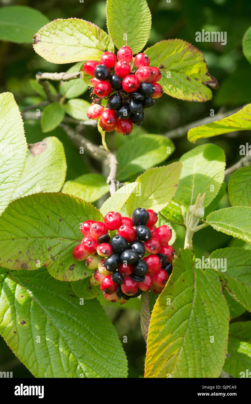 Red and black berries of the wayfaring tree (Viburnum lantana Stock