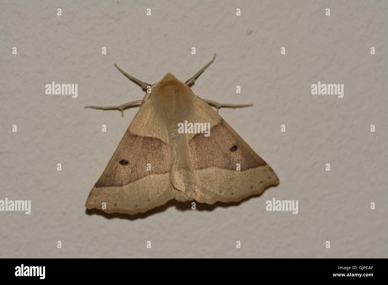Scalloped oak moth (Crocallis elinguaria) Stock Photo