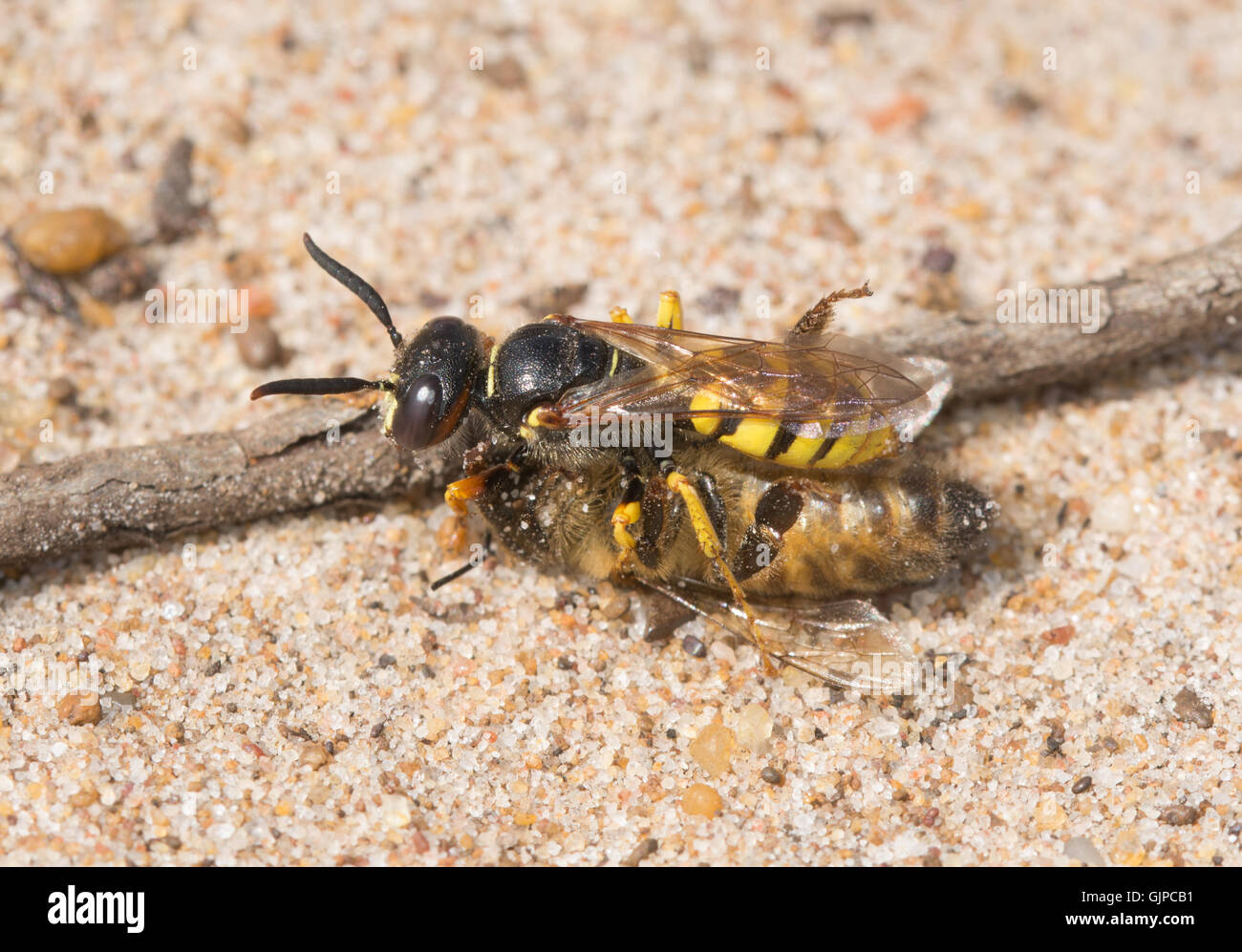 Macro of beewolf wasp (Philanthus triangulum) with honey bee (Apis) prey on sandy heathland habitat in Surrey, England Stock Photo