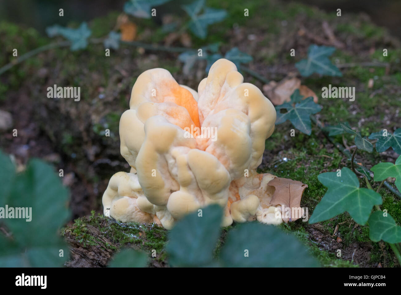 Chicken of the woods fungus (Laetiporus sulphureus) in woodland in England UK Stock Photo