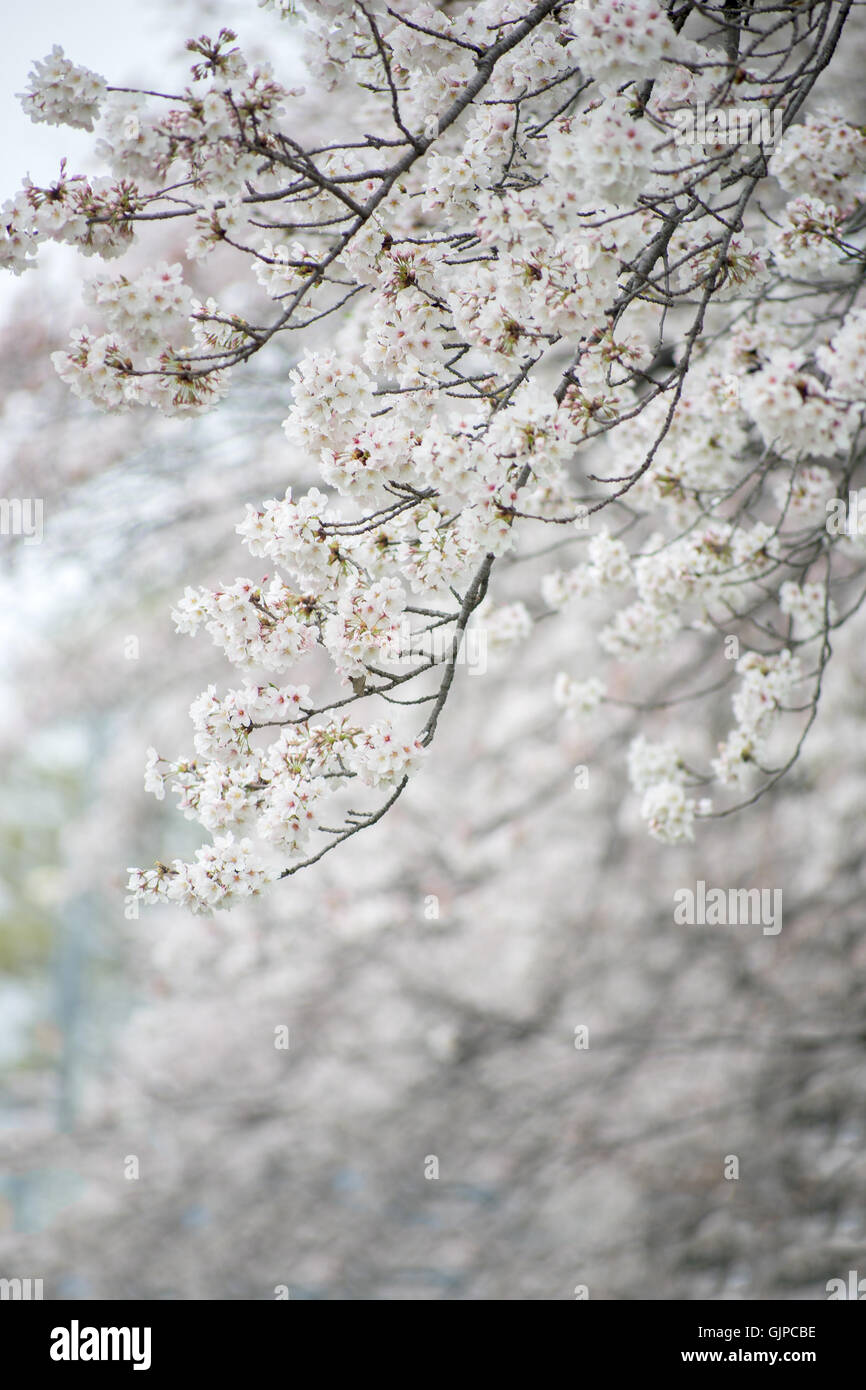 Close up cherry blossom flower (Sakura),Japan. Stock Photo
