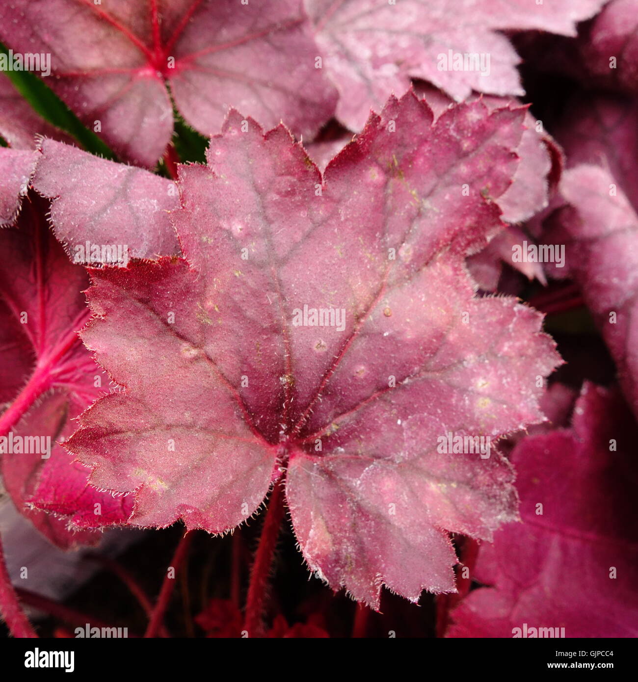 Heuchera leaves hi-res stock photography and images - Alamy