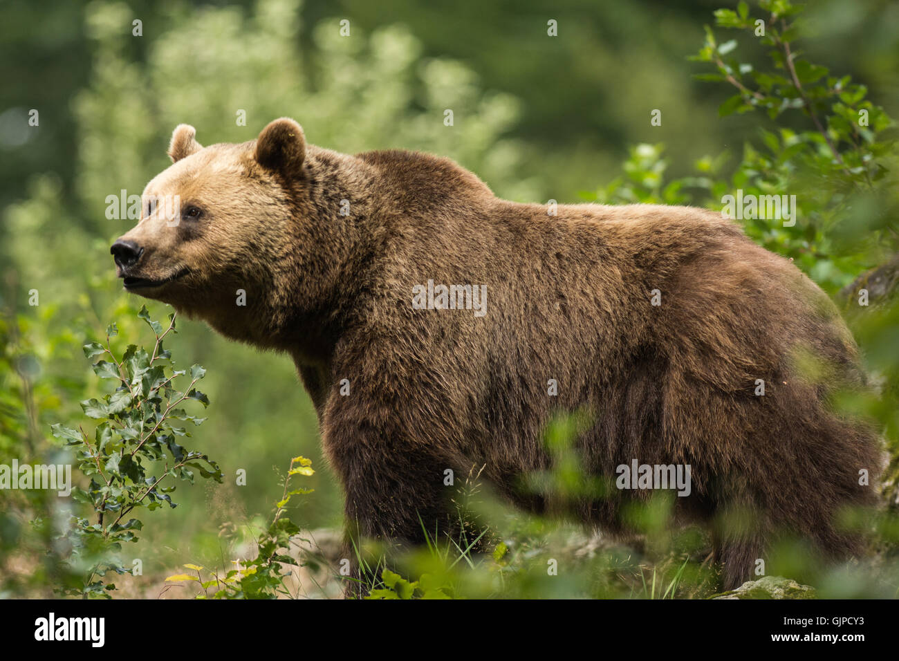 brown bear in a forest Stock Photo - Alamy