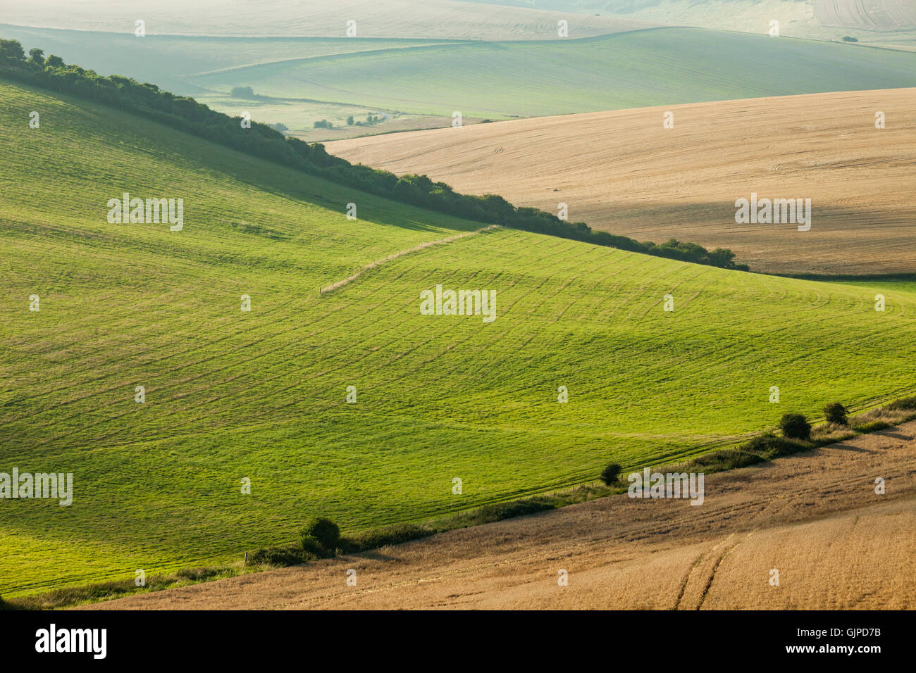 Summer evening on the fields, England. South Downs National Park. Stock Photo