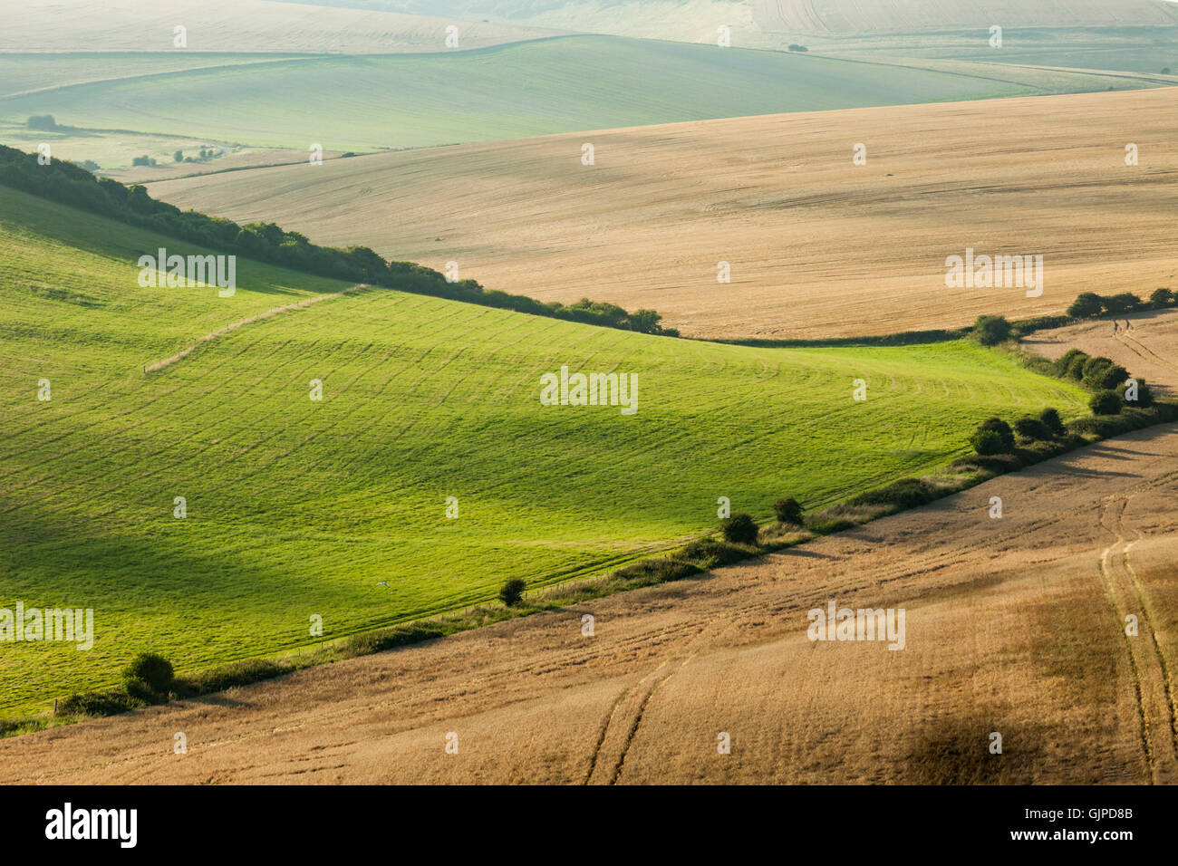 Summer evening on the fields in East Sussex, England. South Downs National Park. Stock Photo