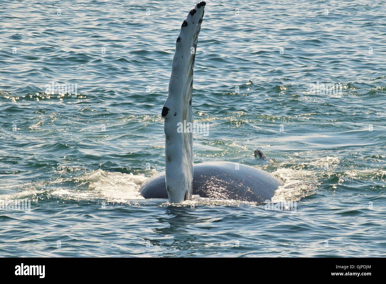 Humpback whales off the coast  of Massachusetts, pectoral slapping , breaching, diving Stock Photo