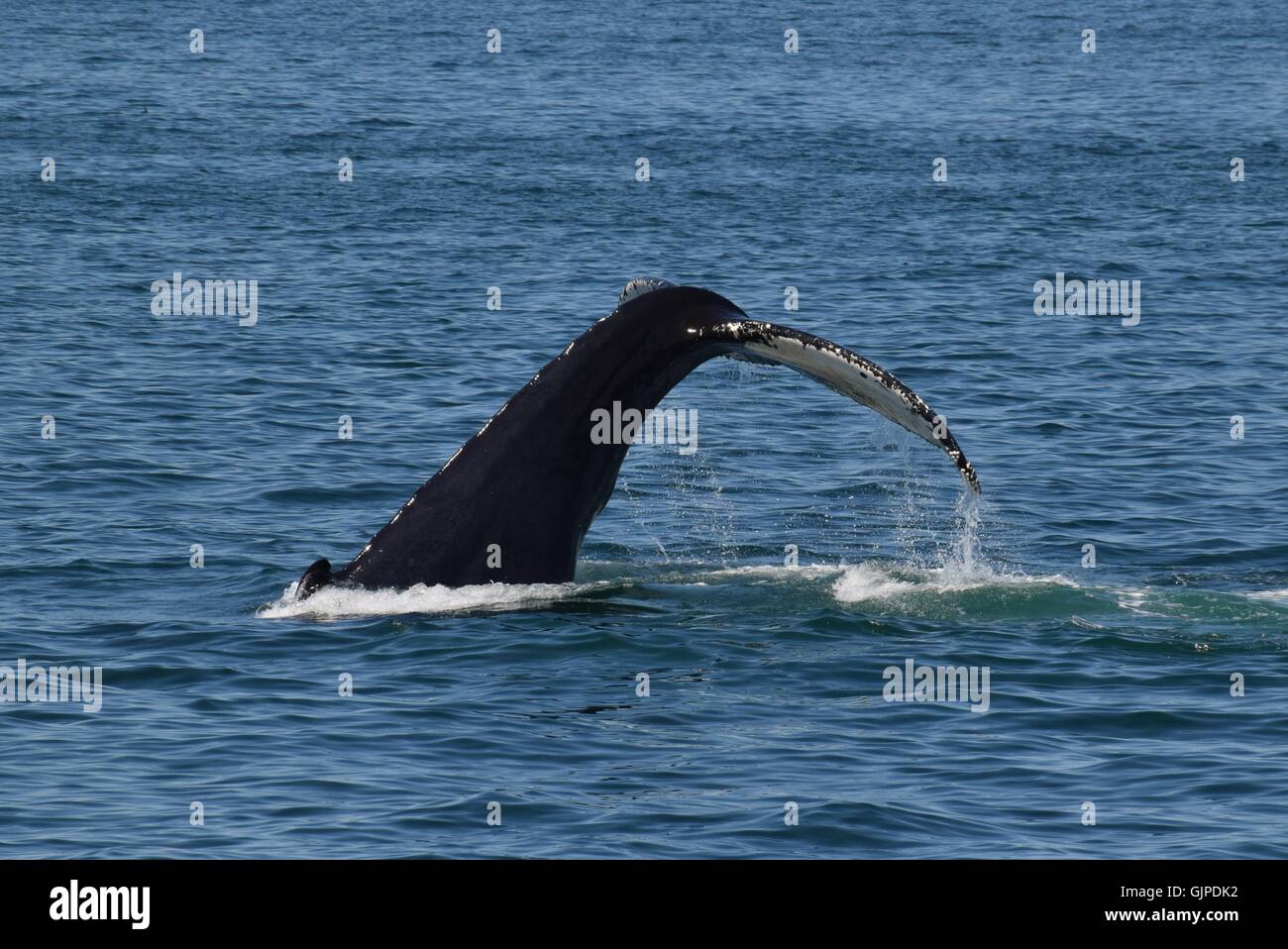 Humpback whales off the coast  of Massachusetts, open mouth feeding, diving, breaching Stock Photo