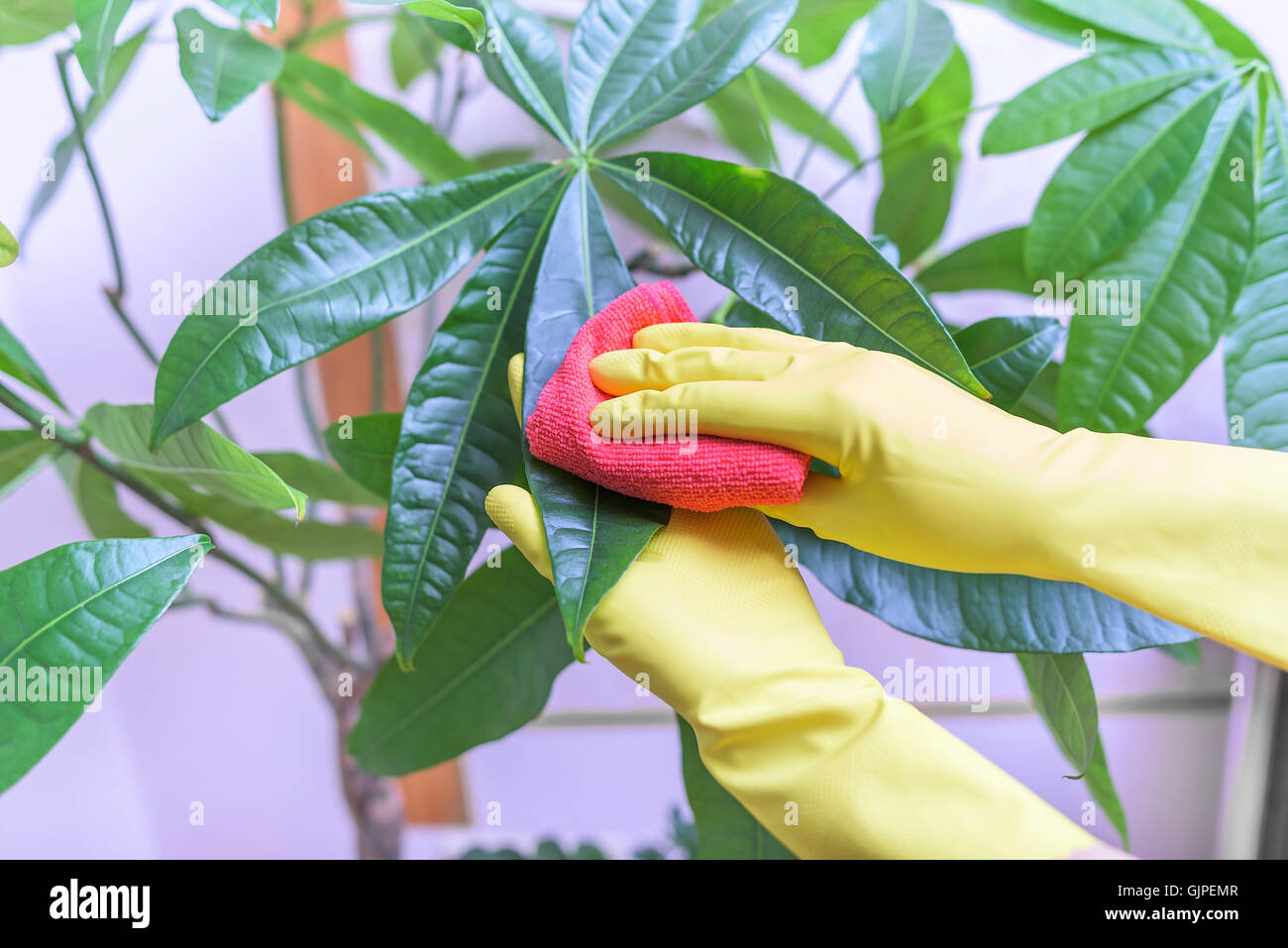 Female hands in gloves wipe dust from houseplants Stock Photo Alamy