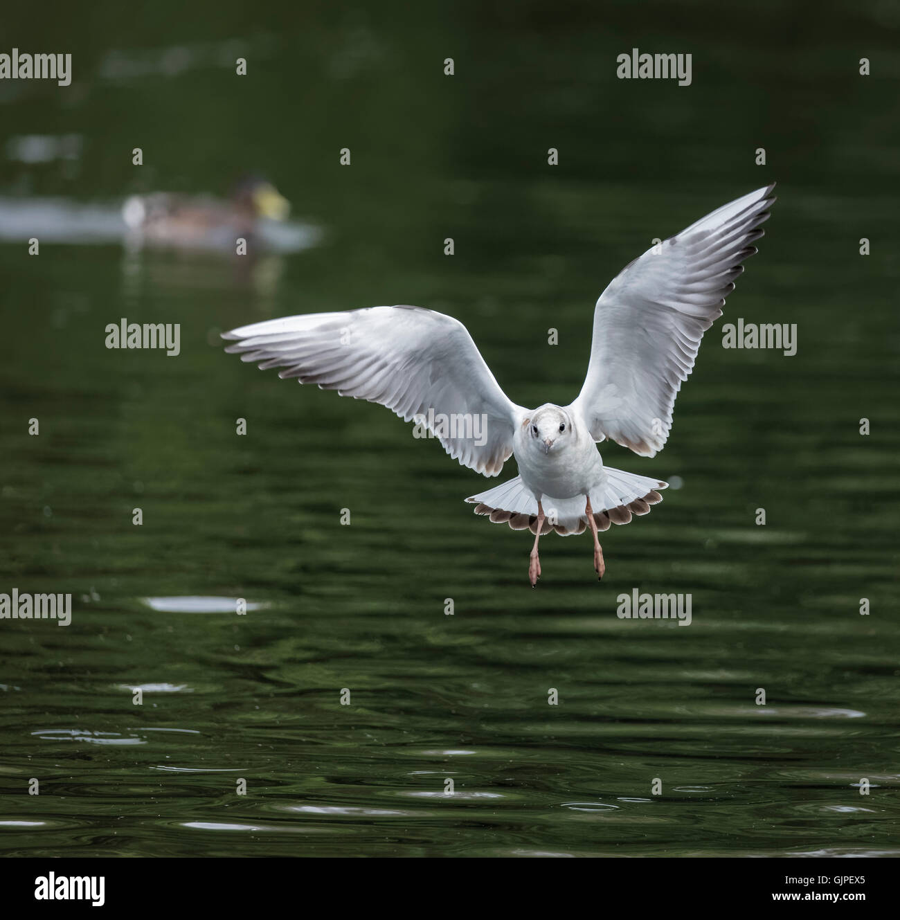 Great image of a white gull in flight about to land with isolated out
