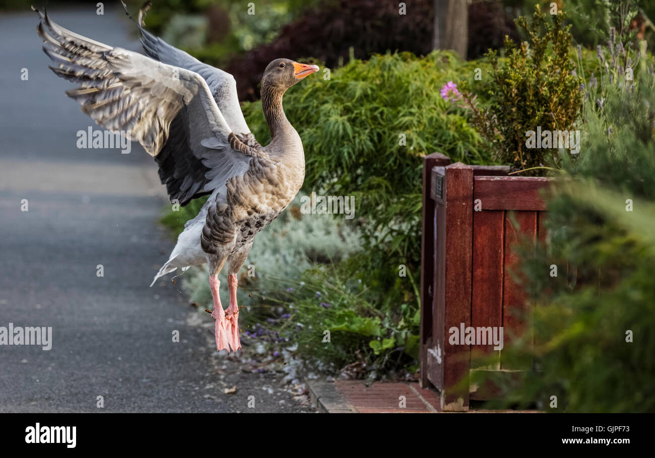 Grey lag goose flapping its wings in the air as it does a vertical take off to fly over a hedge near a path Stock Photo