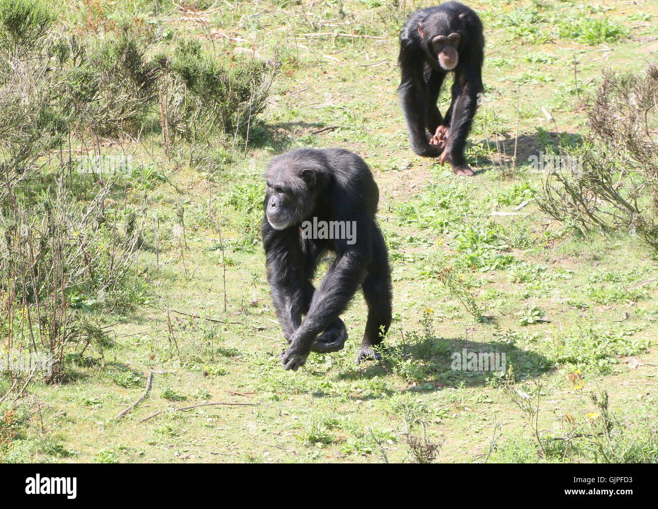 Male Common chimpanzees (Pan troglodytes) walking towards the camera, the younger one following the dominant male Stock Photo