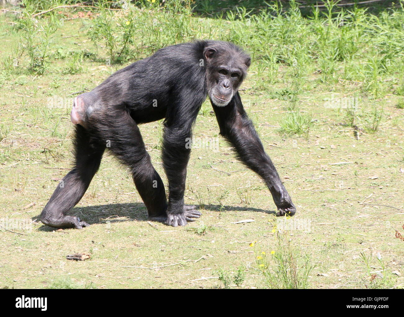 Mature male Common chimpanzee (Pan troglodytes) walking past, looking at the camera Stock Photo