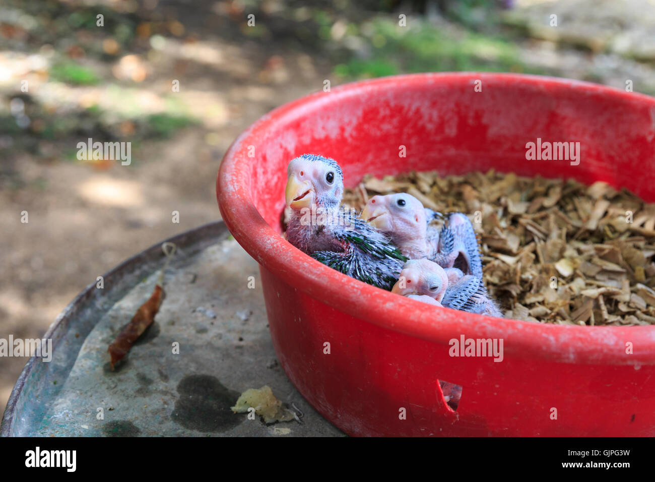 Group of tropical baby parrots in a nesting box, being hand reared, rural Cuba Stock Photo