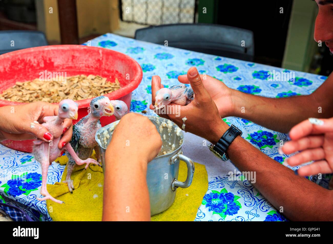 Group of tropical baby parrots being fed and hand-reared in rural Cuba Stock Photo