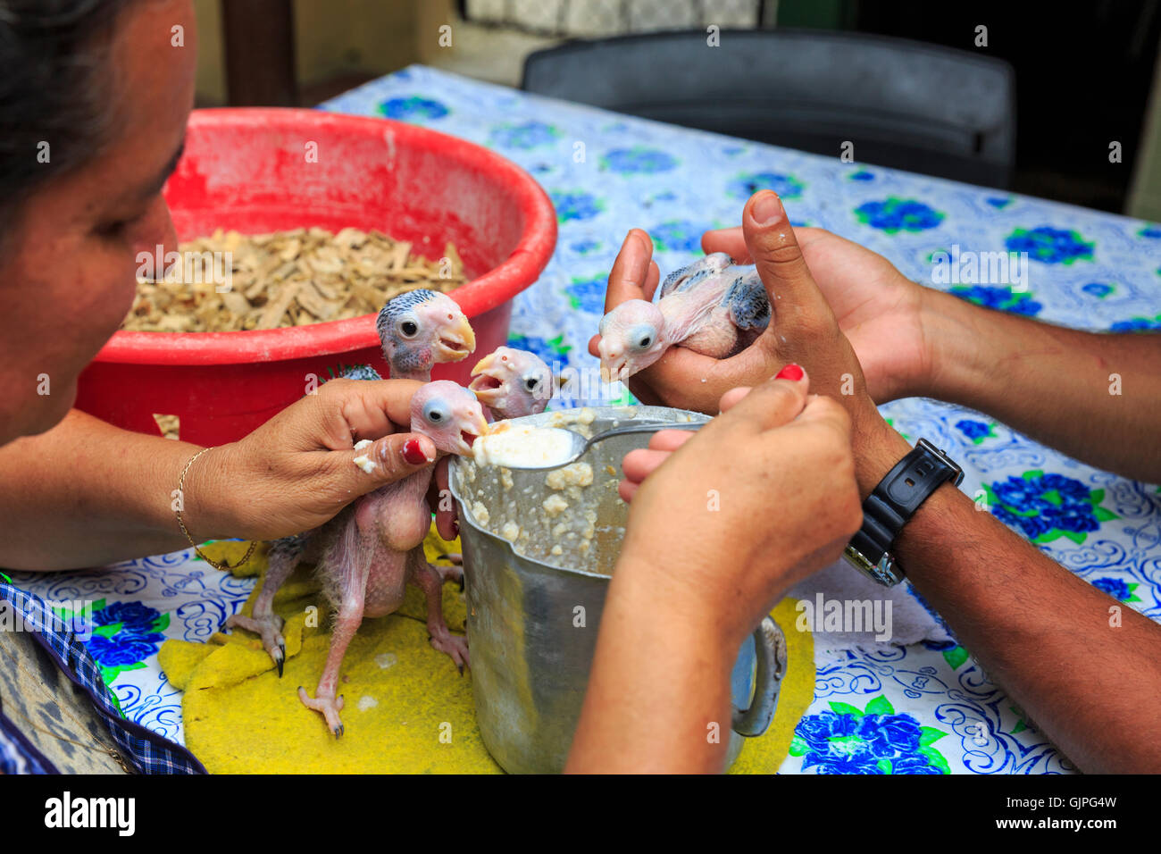 Group of tropical baby parrots being fed and hand-reared in rural Cuba Stock Photo