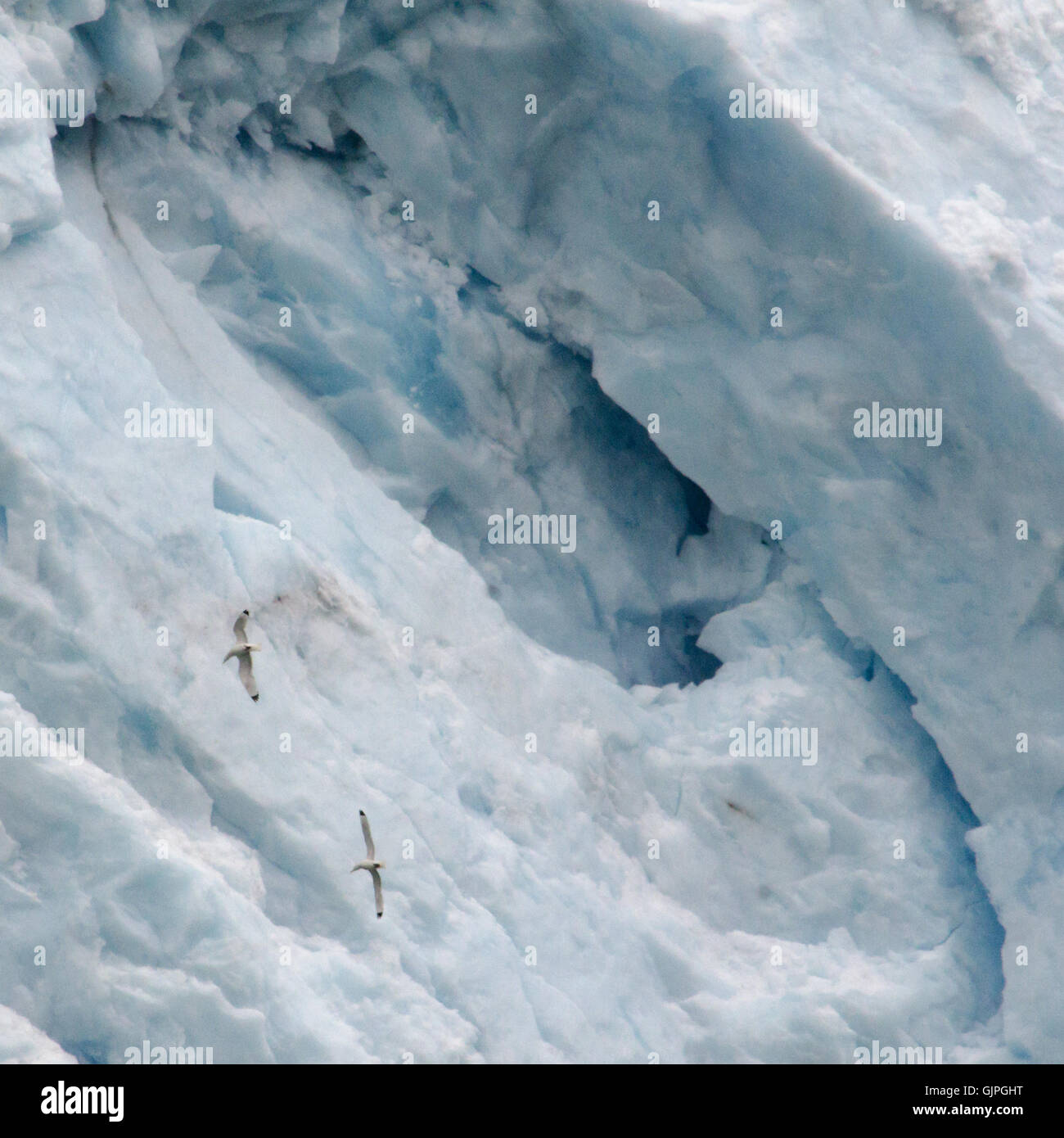 A pair of gulls circles on the thermals created by a glacier Stock Photo