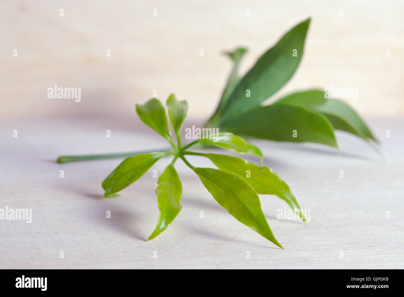 Araliaceae leaf - Famous Thai Herb (Also called as Schefflera leucantha R.Vig., Schefflera kwangsiensis Merr, Schefflera tamdaoe Stock Photo