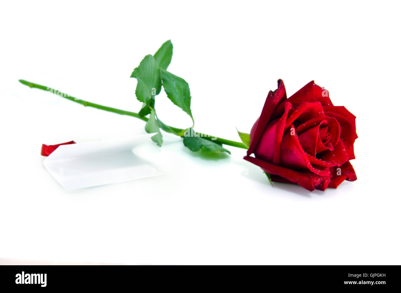 Beautiful red roses on white background with paper card Stock Photo Alamy