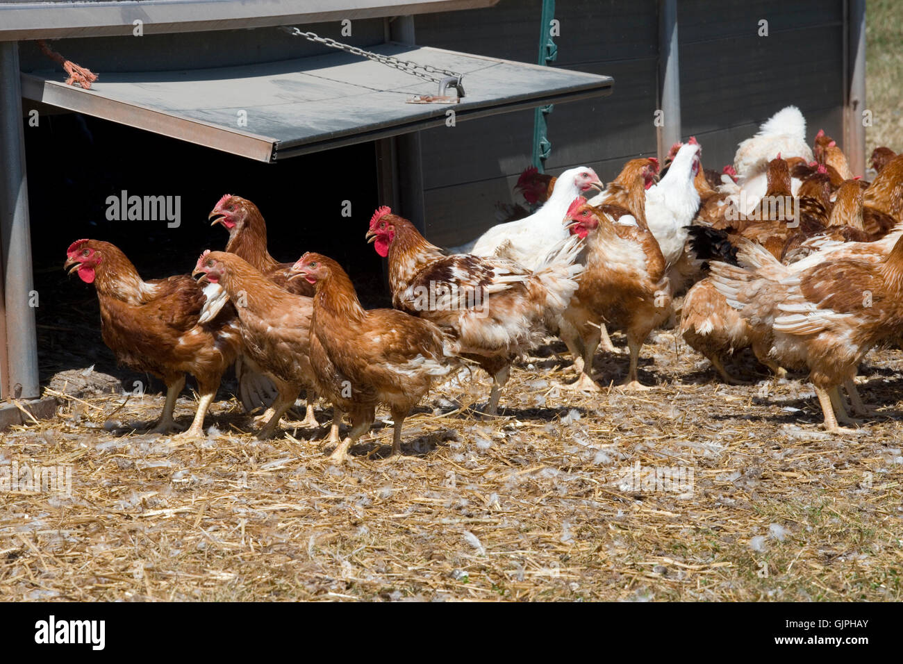organic free-range chickens Stock Photo