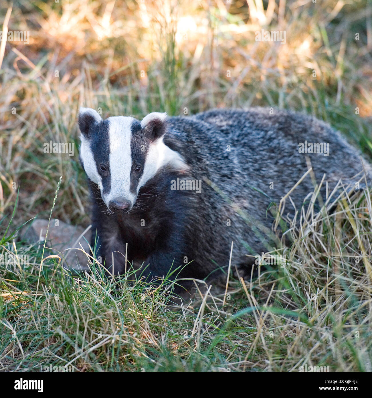english badger Stock Photo