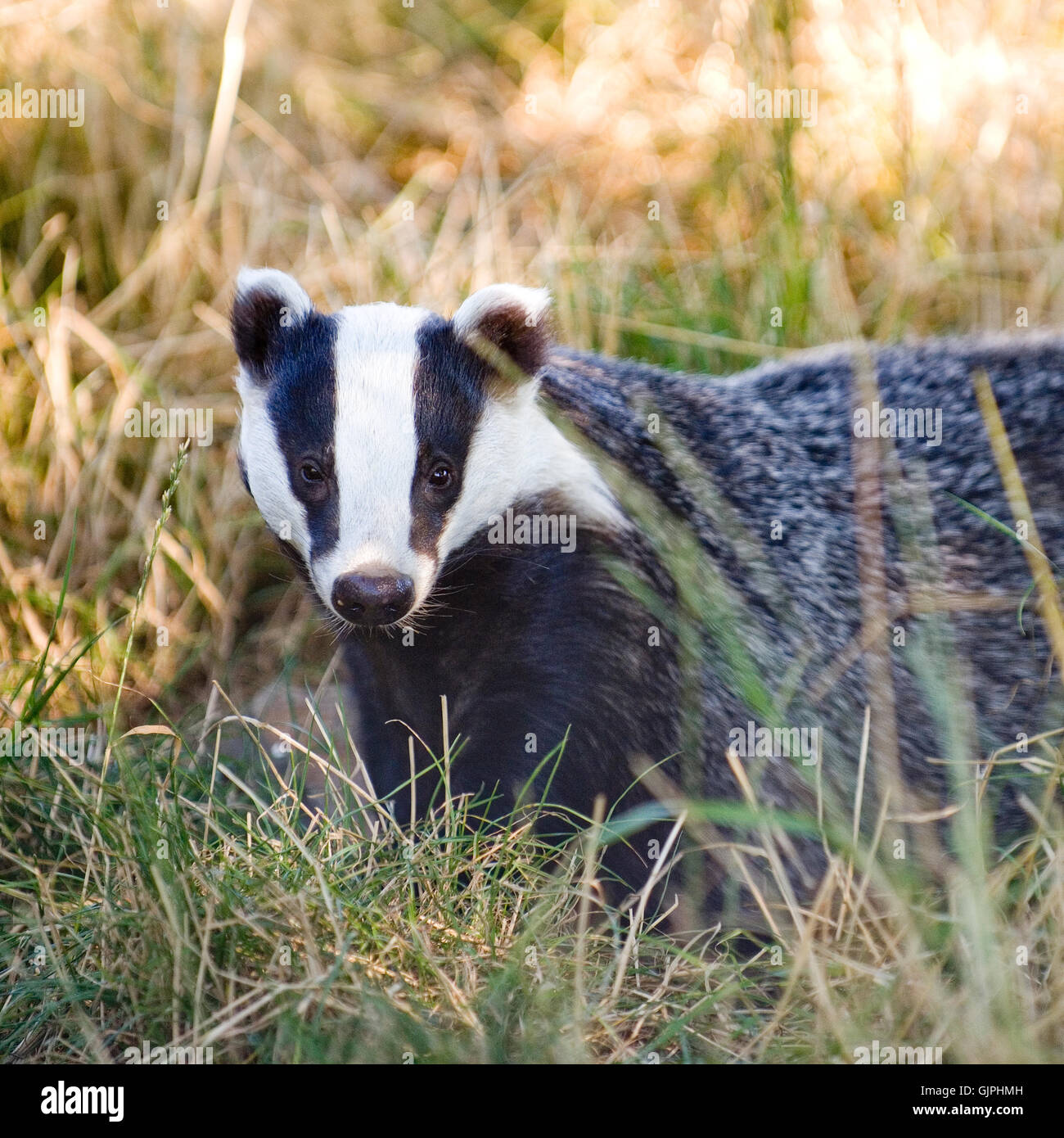 european badger Stock Photo