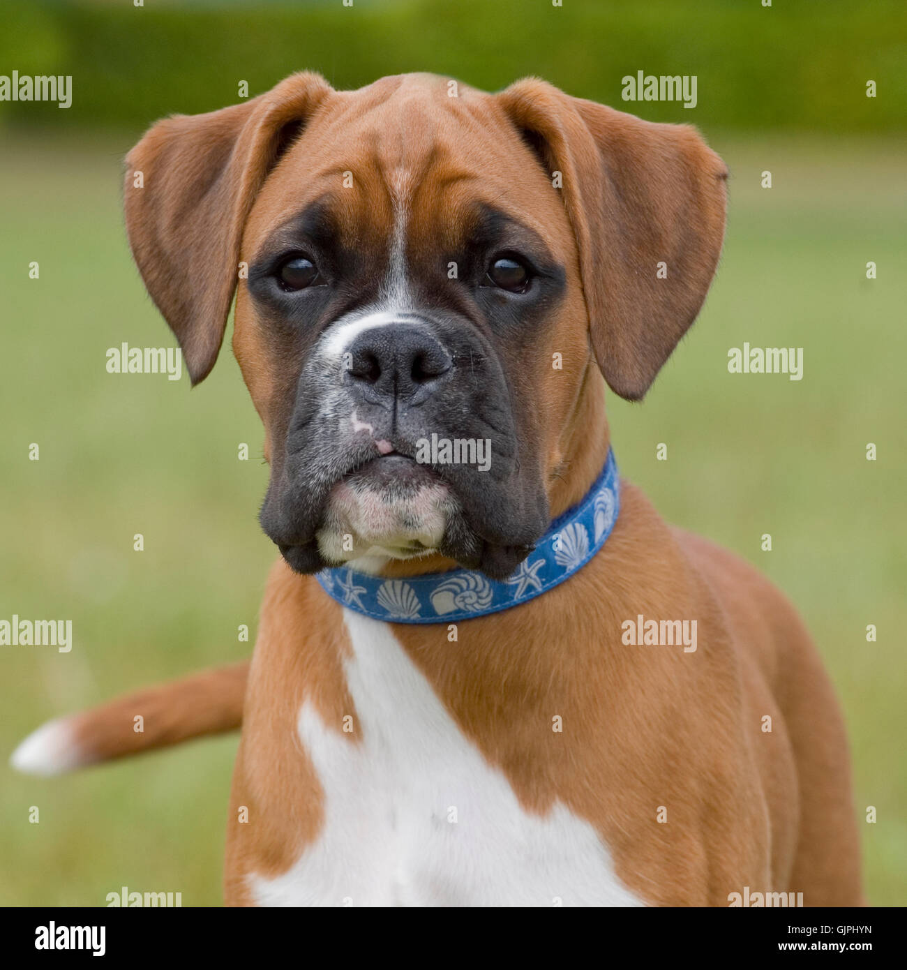 Boxer puppy sale ears
