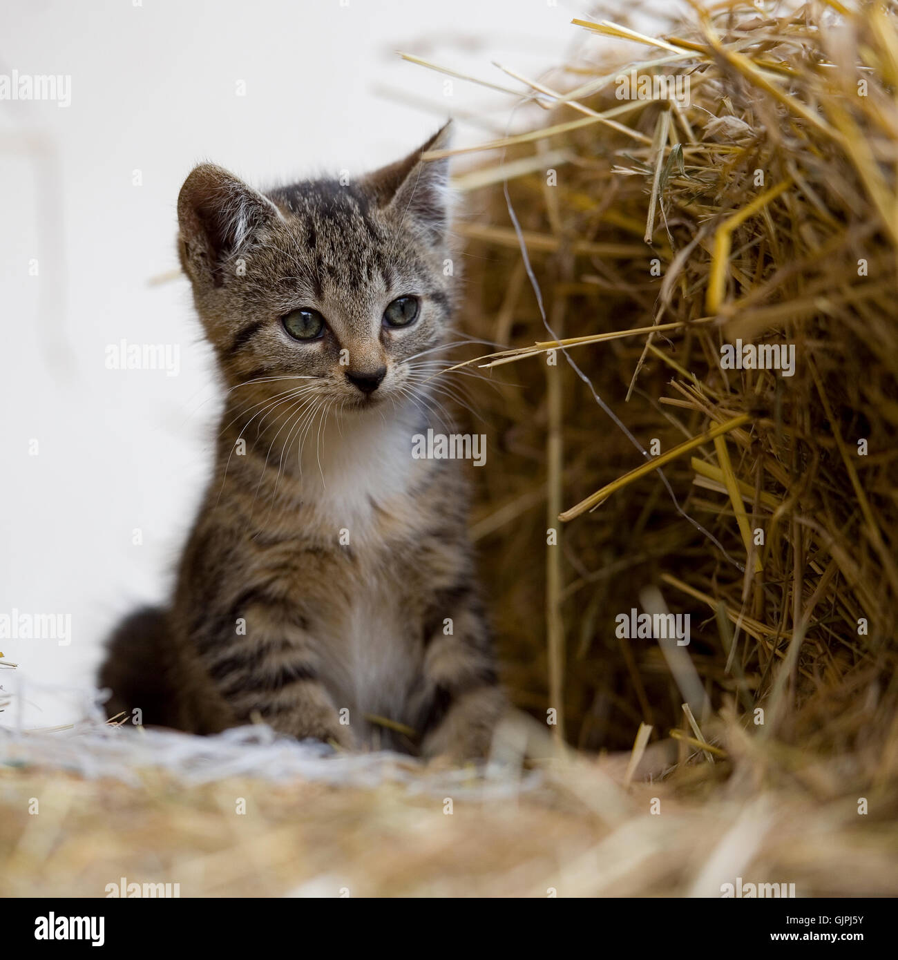 tabby, cat, kitten Stock Photo