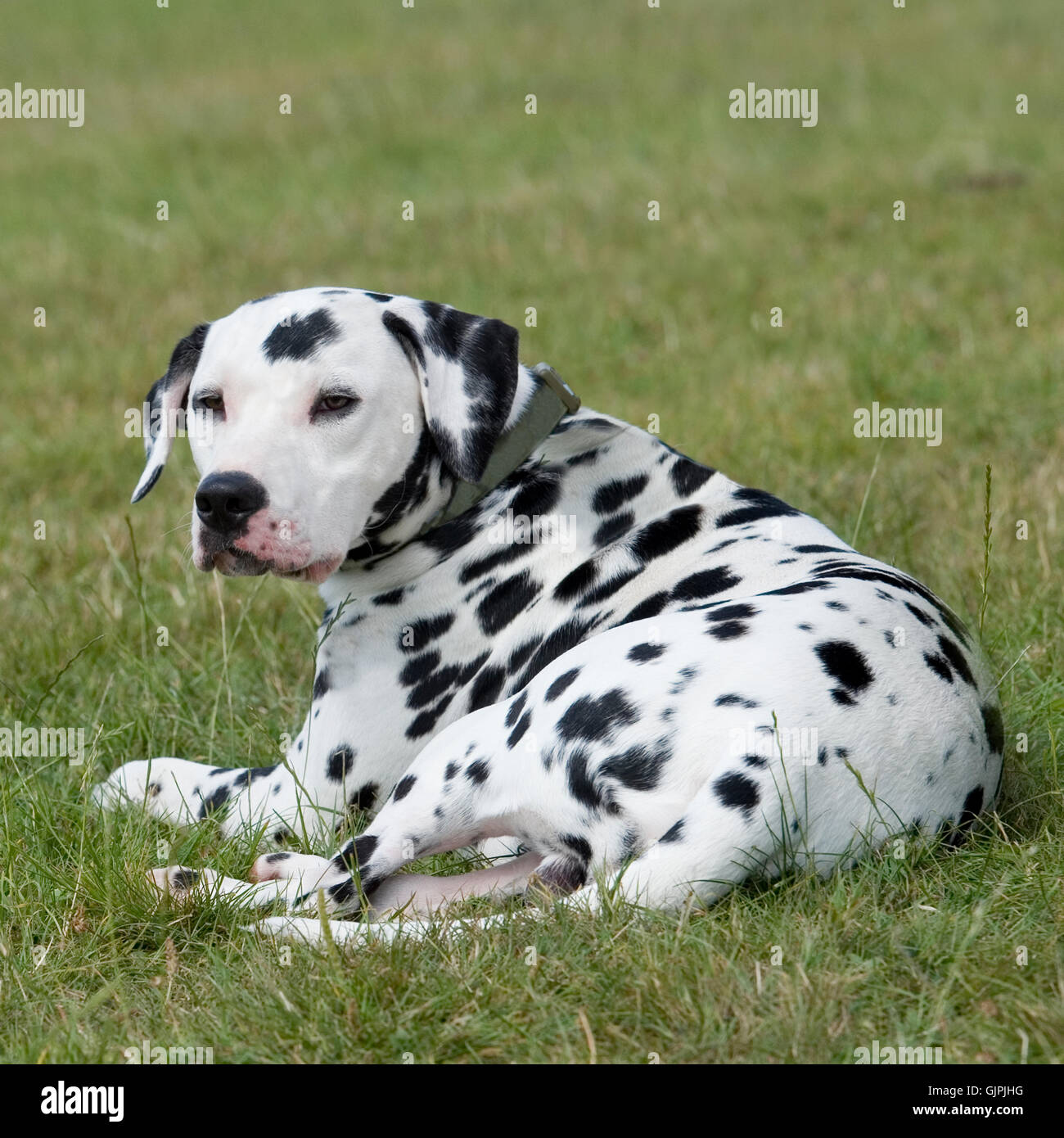 Dalmation High Resolution Stock Photography and Images - Alamy
