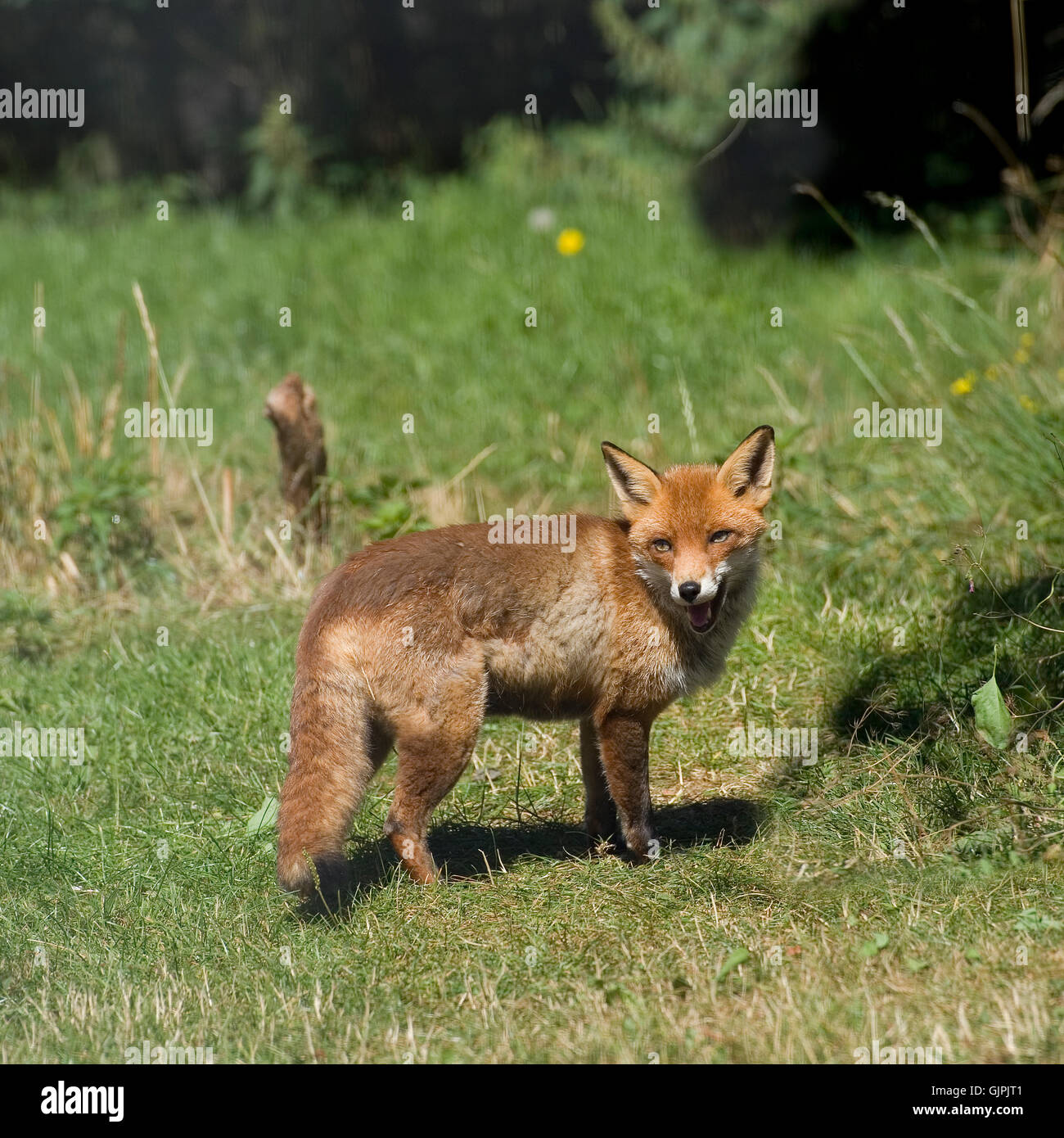 red fox Stock Photo