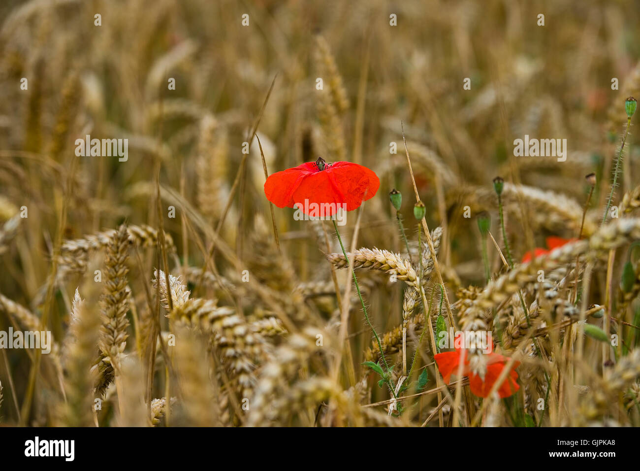 Weed in corn field hi-res stock photography and images - Alamy