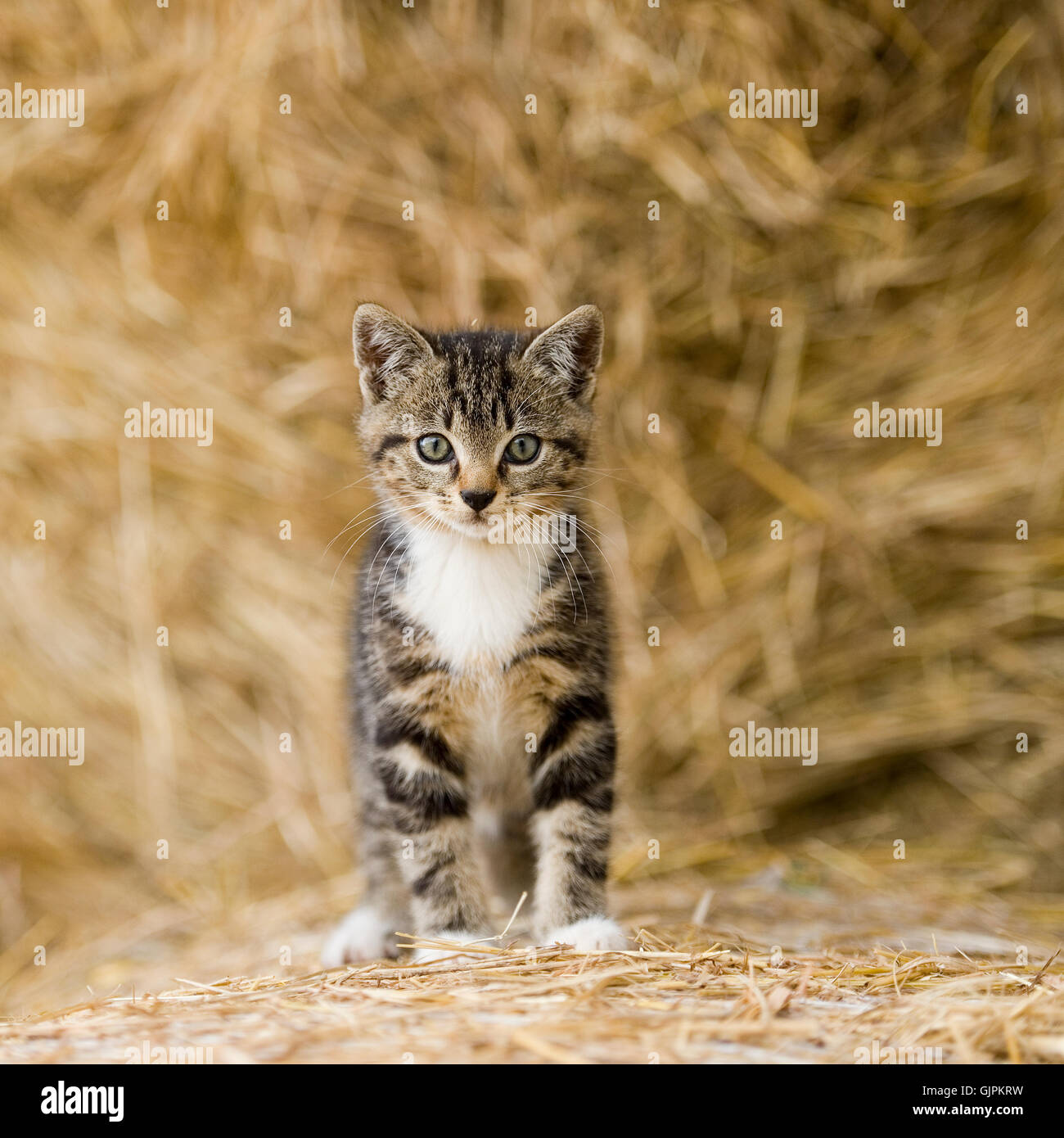 tabby farm kitten Stock Photo