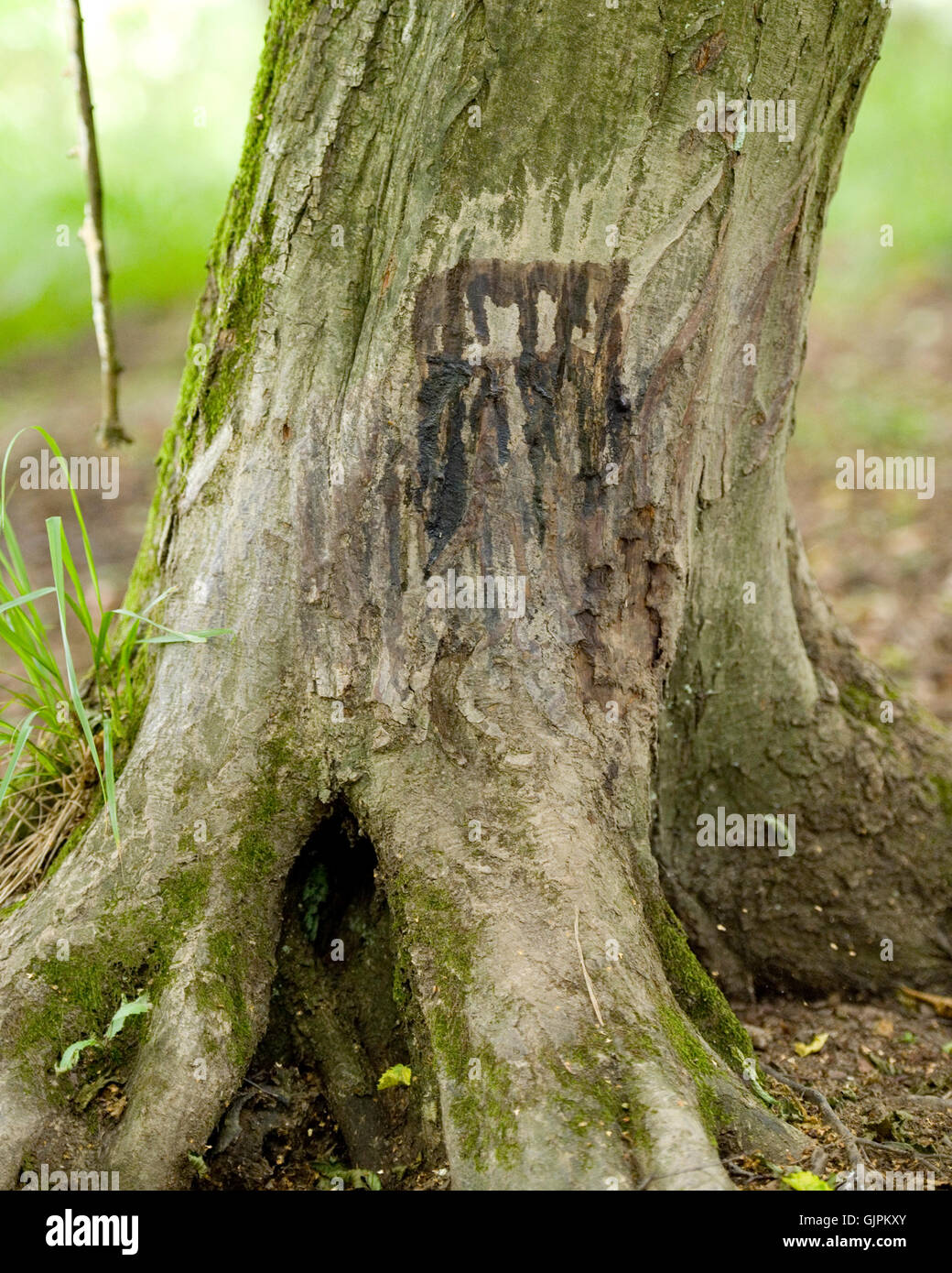 wild boar scent gland mark on tree Stock Photo