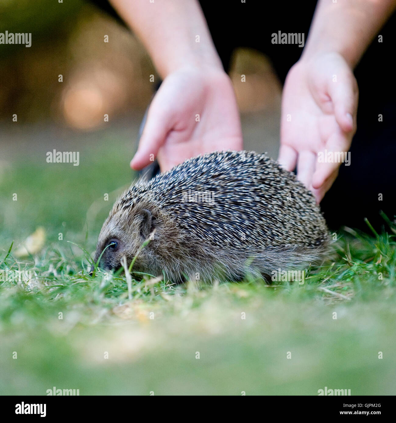 releasing hedgehog into the wild Stock Photo