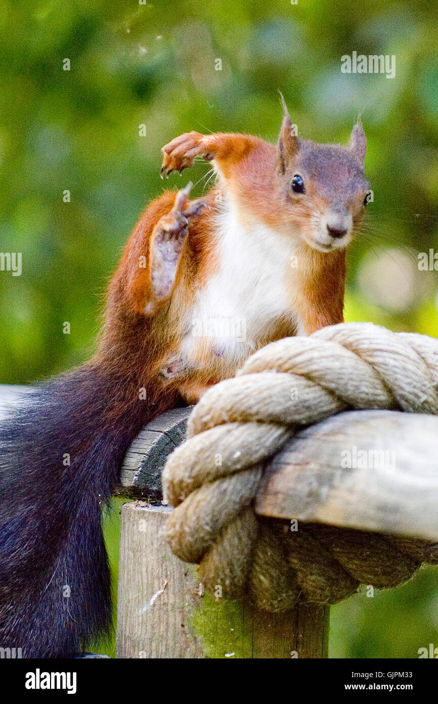 Funny squirrel hi-res stock photography and images - Alamy