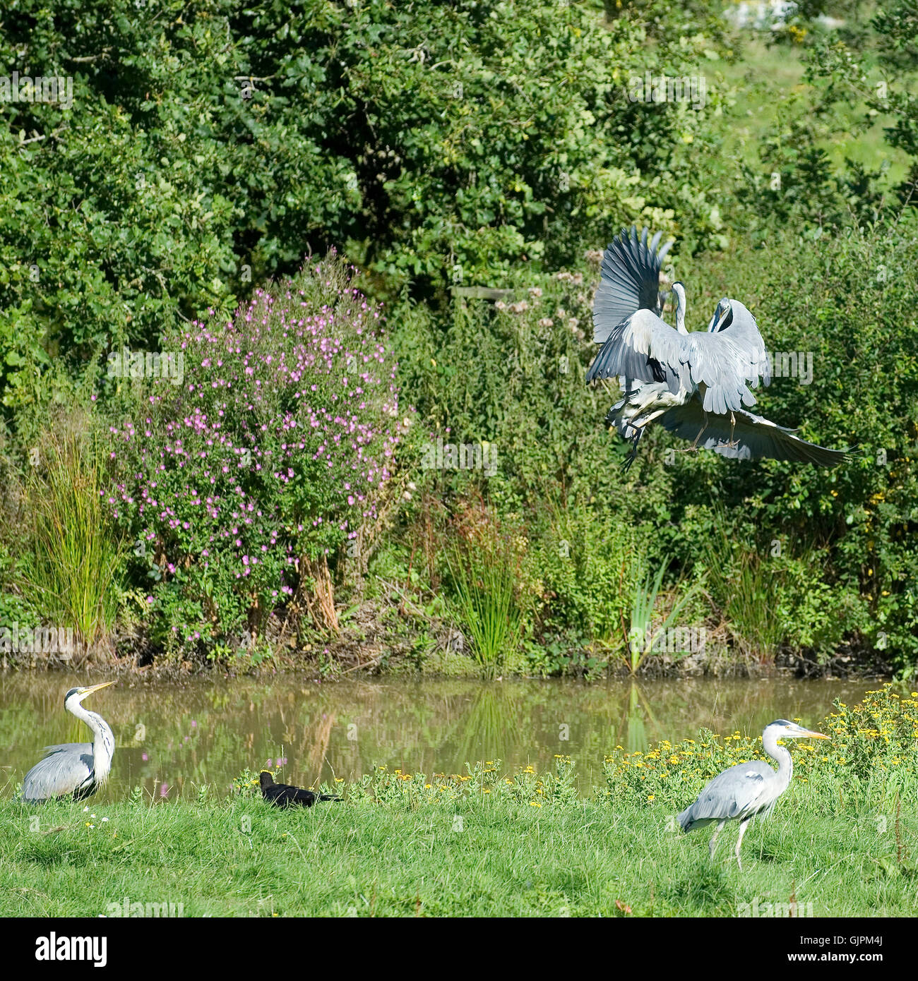 two herons fighting over a fish Stock Photo