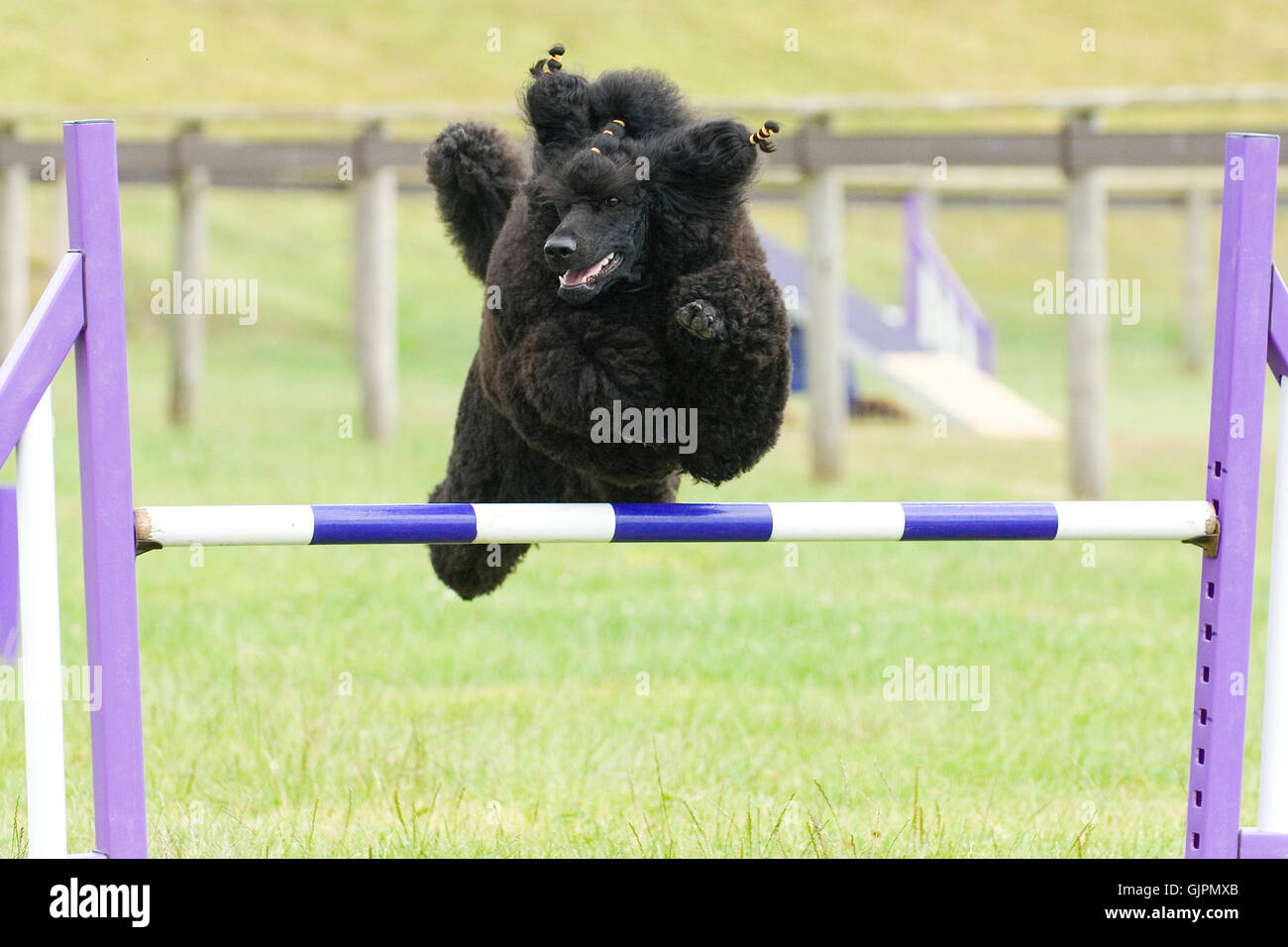 standard poodle doing agility jumping Stock Photo