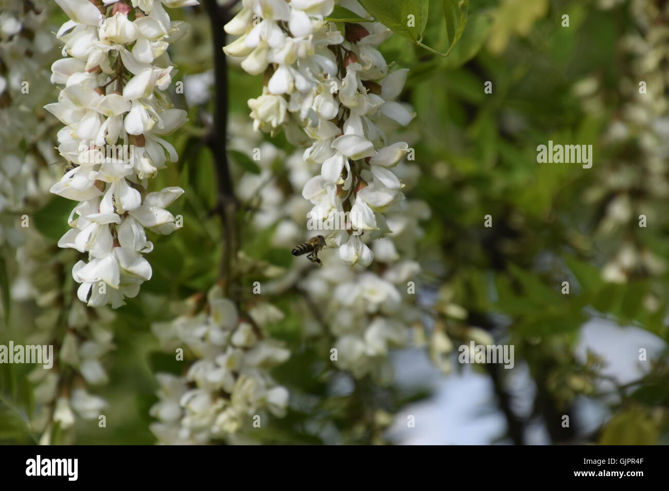 Flowering acacia white grapes. White flowers of prickly acacia, pollinated by bees. Stock Photo