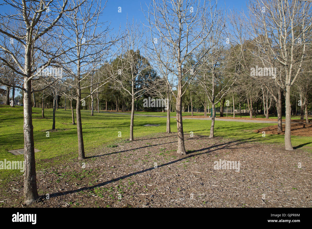 Trees in Nurragingy Reserve Blacktown Stock Photo