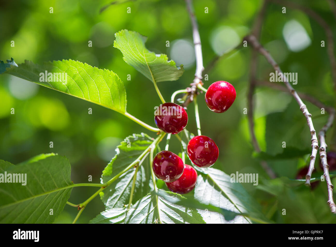 Ripe cherries on orchard tree Stock Photo - Alamy