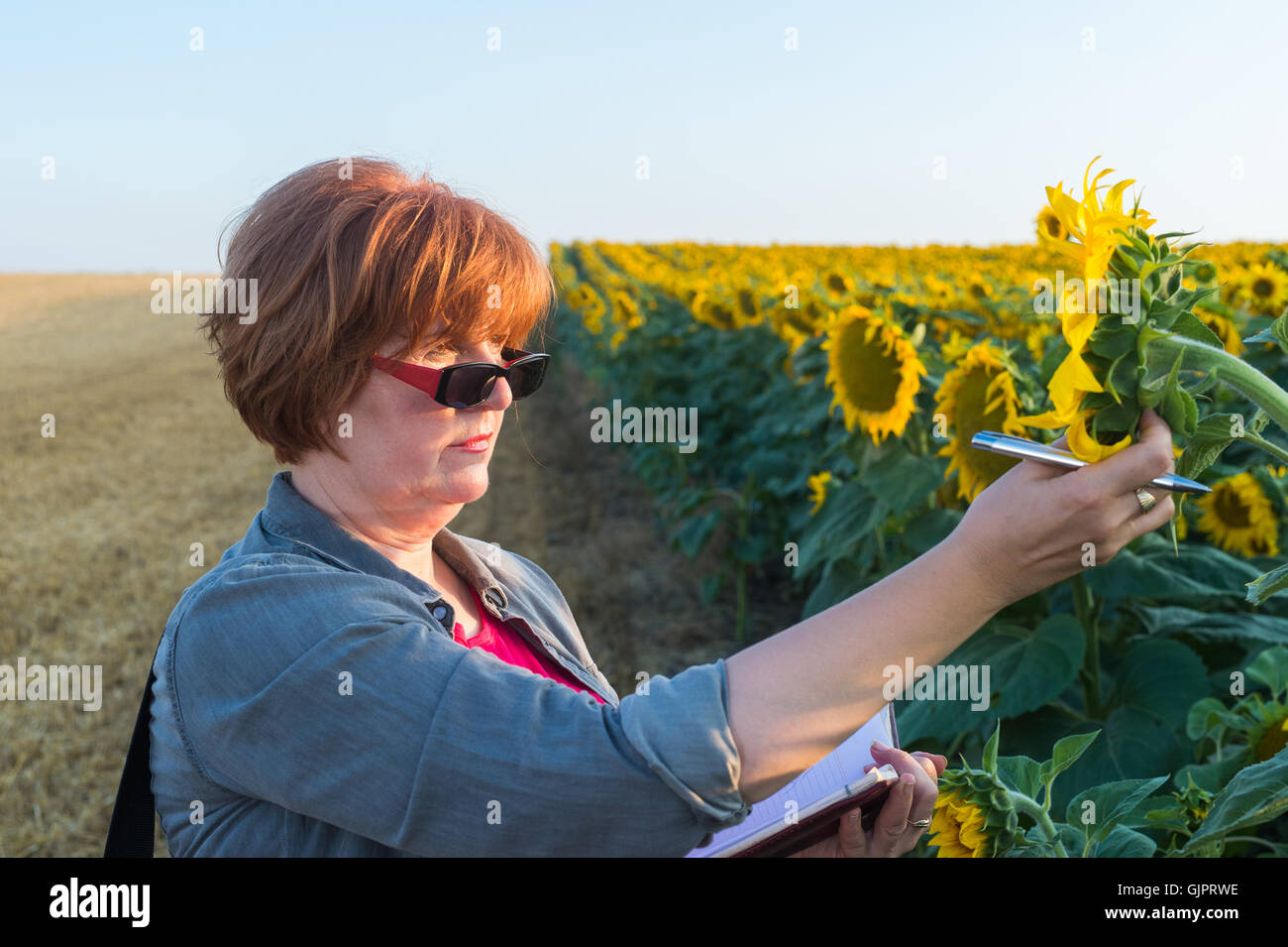 Agricultural expert inspecting quality of sunflower Stock Photo