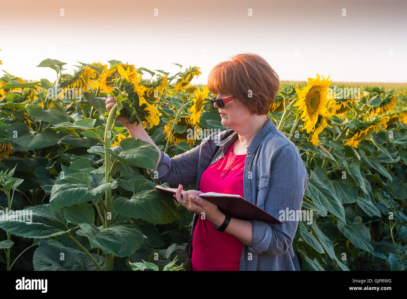 Agricultural expert inspecting quality of sunflower Stock Photo