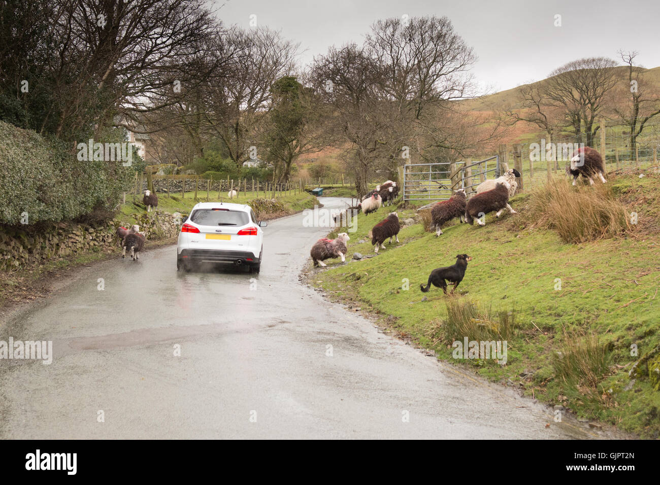 car (registration removed for privacy) driving through animals on Lake District road Stock Photo