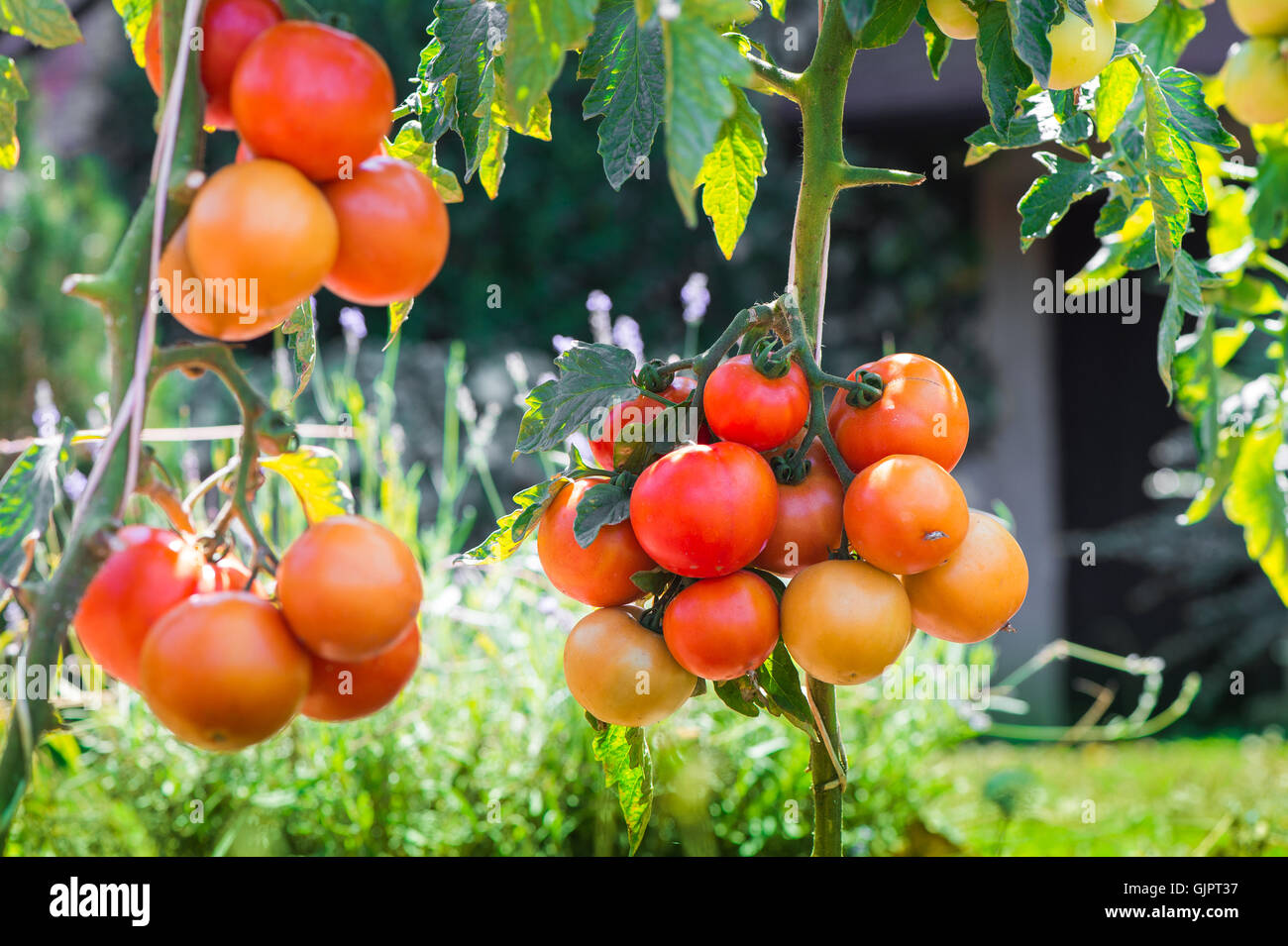 RIpe garden tomatoes ready for picking Stock Photo - Alamy