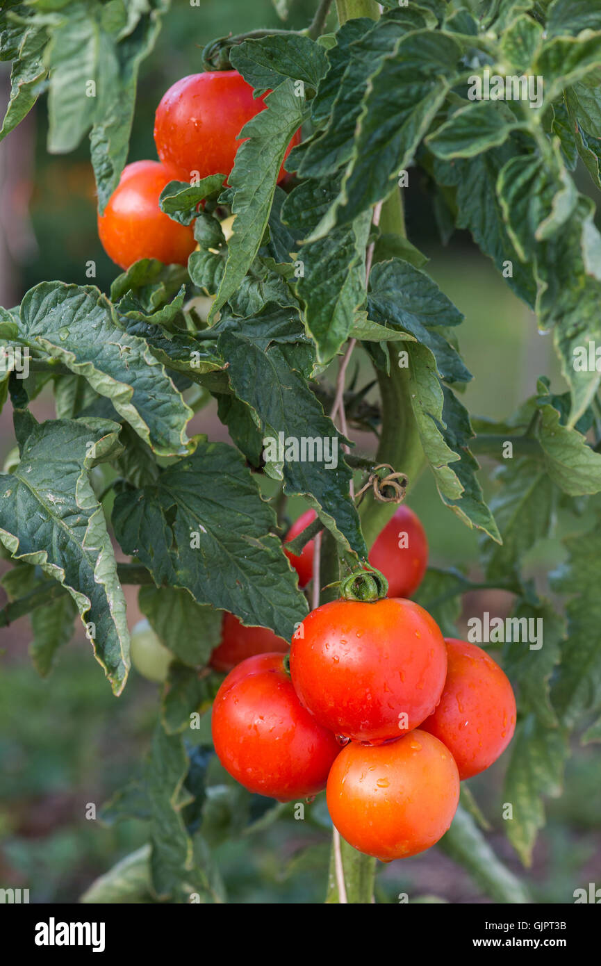 Ripe garden tomatoes ready for picking Stock Photo - Alamy