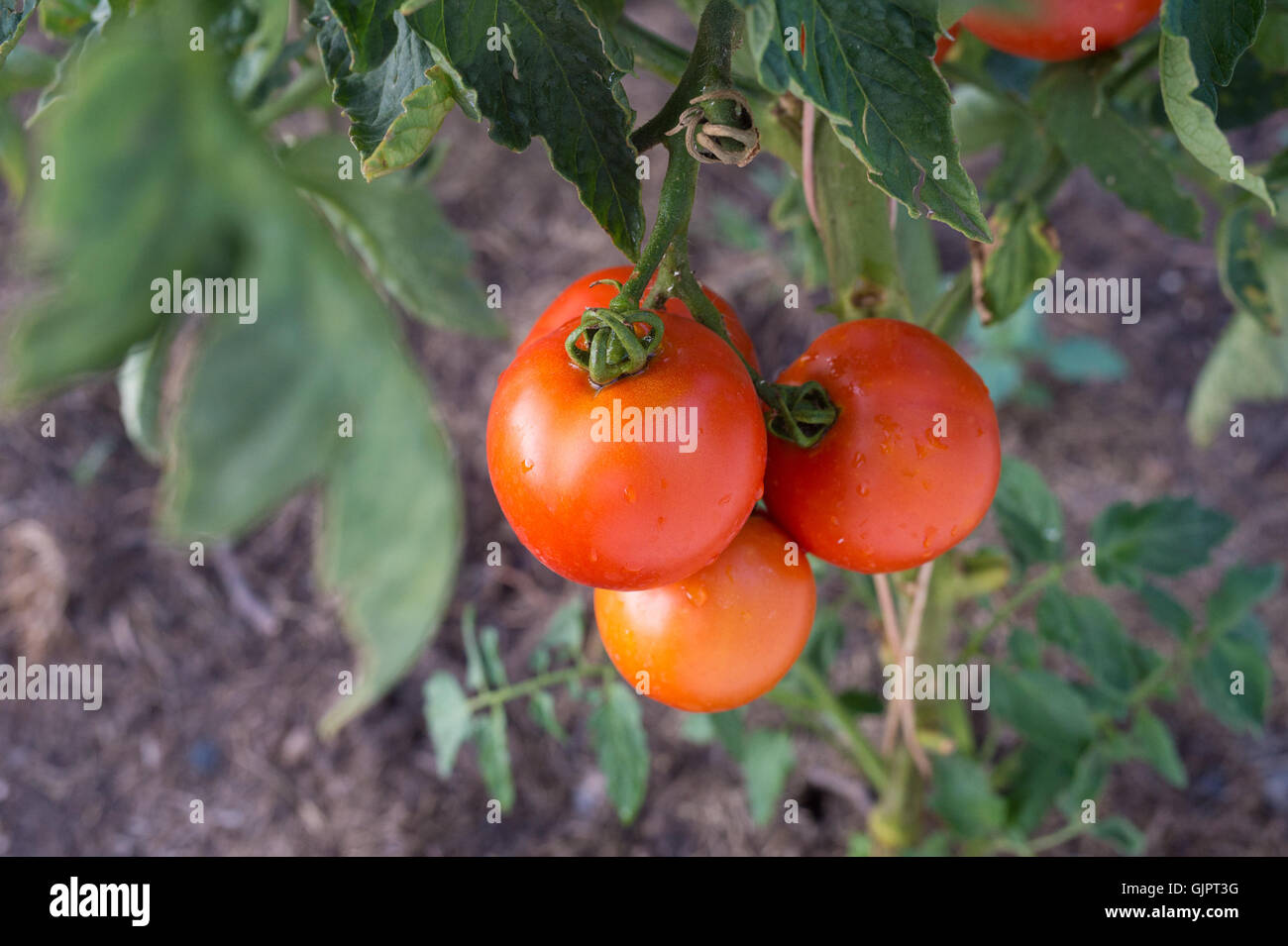 Ripe garden tomatoes ready for picking Stock Photo - Alamy